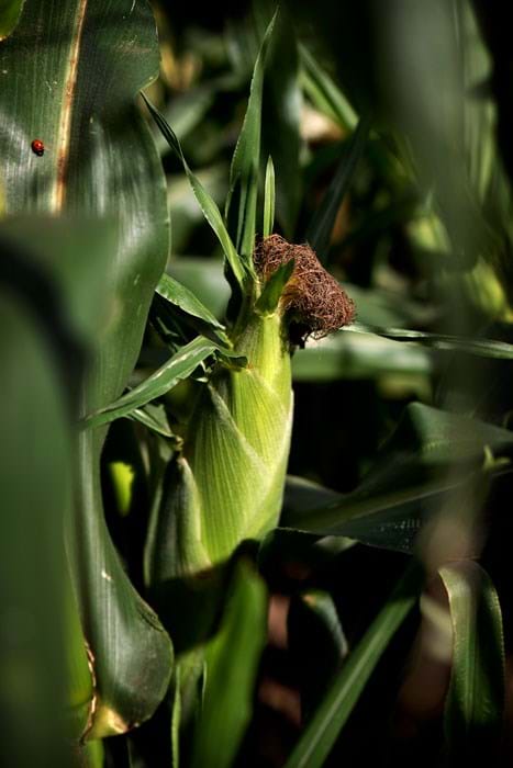 Leverandørerne er allerede i gang. I dag bruger Beckers olie udvundet fra majs i deres vævklæber. Jotun fokuserer på "Green Steps" på blandt andet energiforbrug og farligt affald, mens Flügger beregner livscyklus-belastninger på produkterne. Foto Søren Hytting.